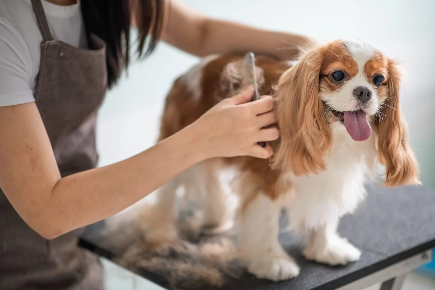 Easy-to-Follow Pet Grooming Tips for Home Care