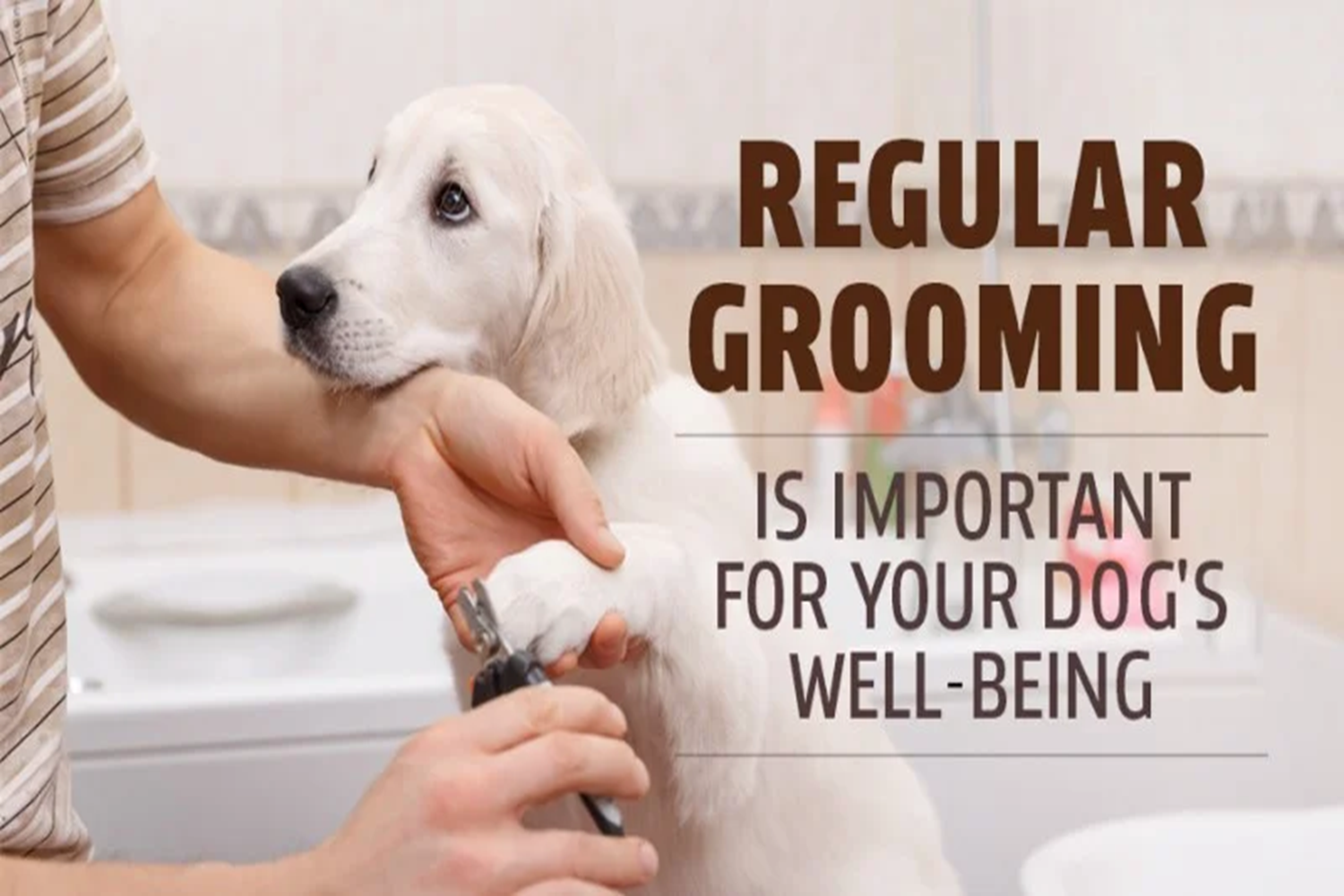 Importance of Professional Pet Grooming 